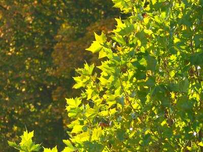 Evening tree leaves