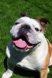 English dog smiling