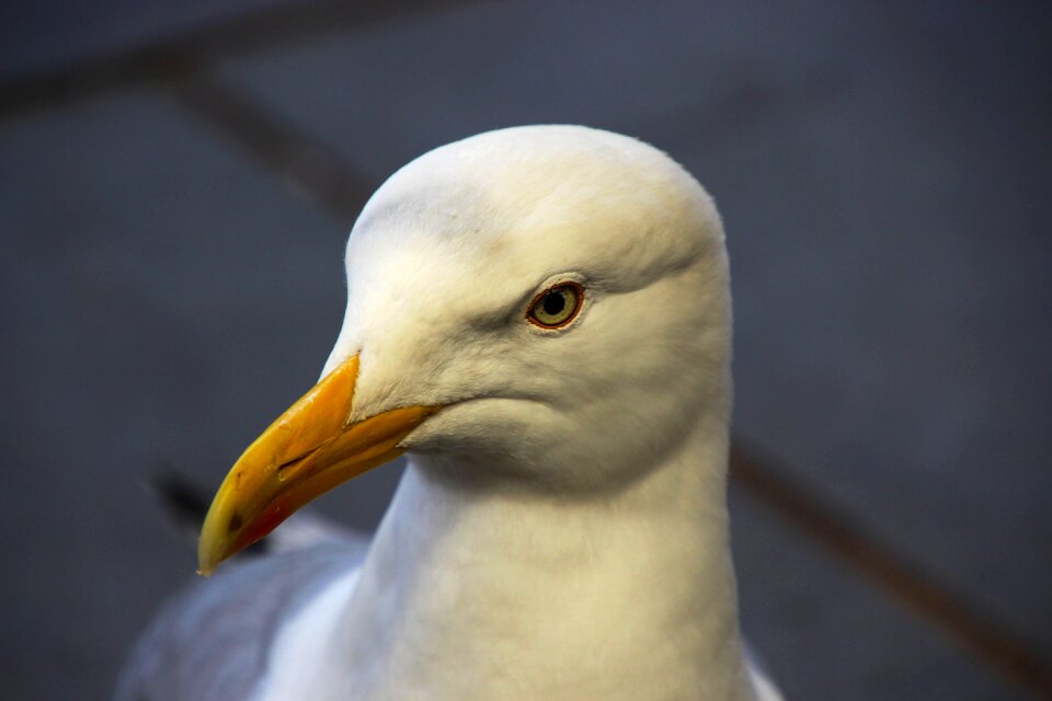 Nature white wildlife