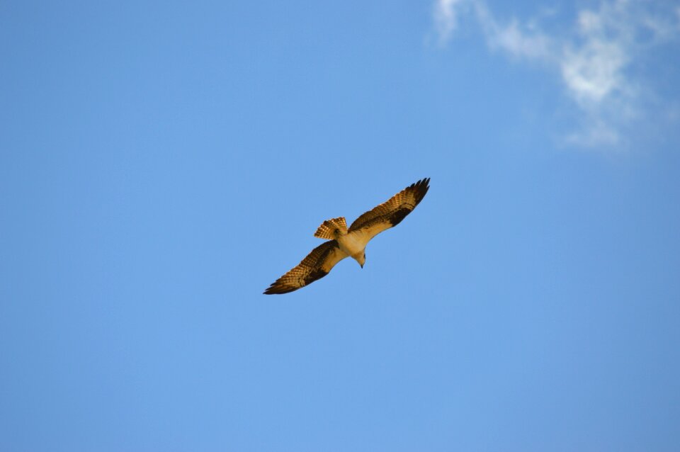 Animal flying freedom