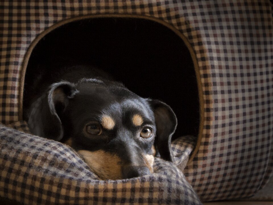 Pet dachshund short-legged