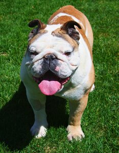 English dog smiling photo