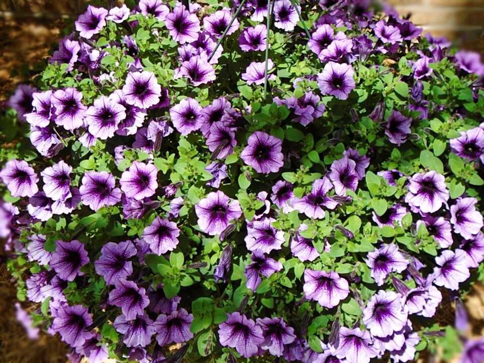 Garden spring violet