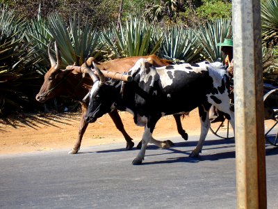 MADAGASCAR BOENY (2)
