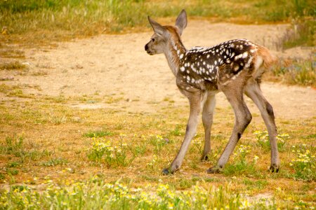Nature fauna animal