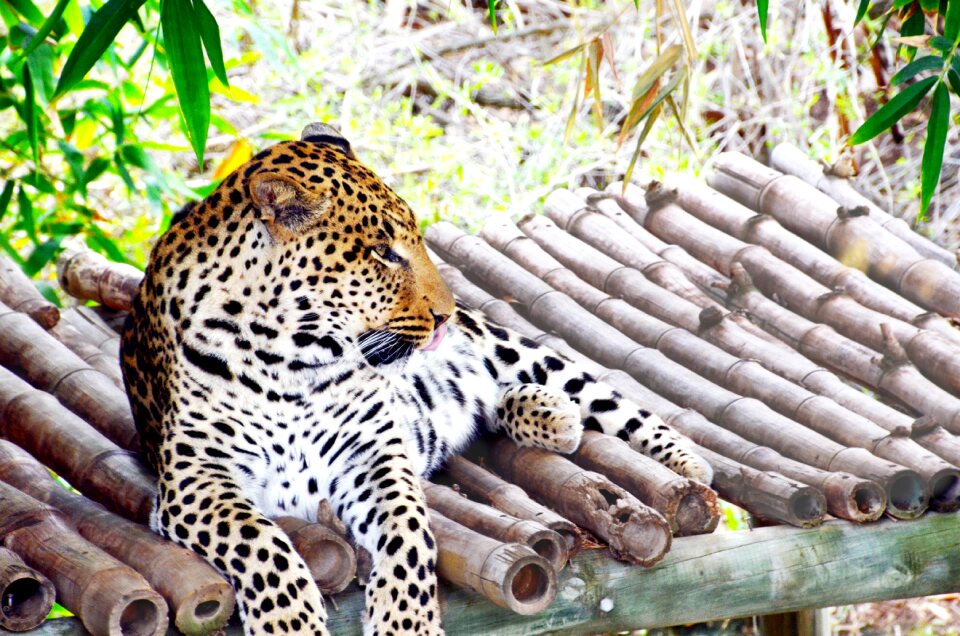 Concerns big cat wild animal