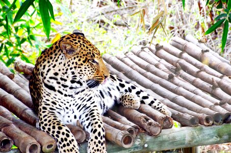 Concerns big cat wild animal