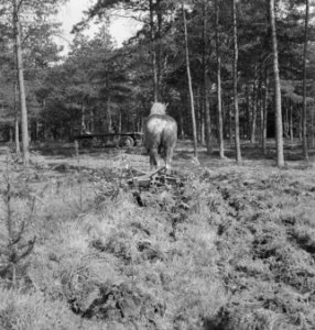 Machines, werktuigen, werkzaamheden, bossen, dieren, paarden, Bestanddeelnr 251-9312