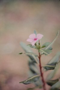 Madagascar74.026