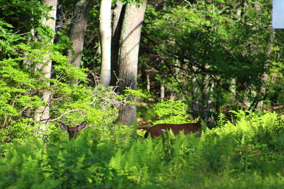 Nature forest trees
