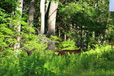Nature forest trees