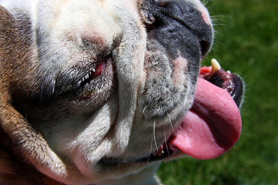 English dog smiling