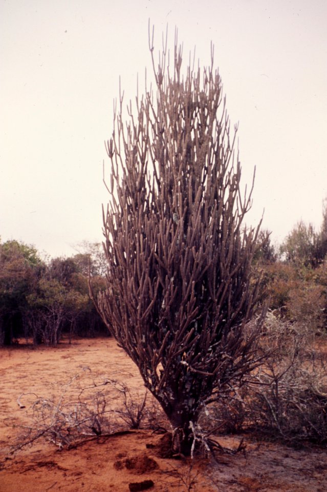 Madagascar74.015