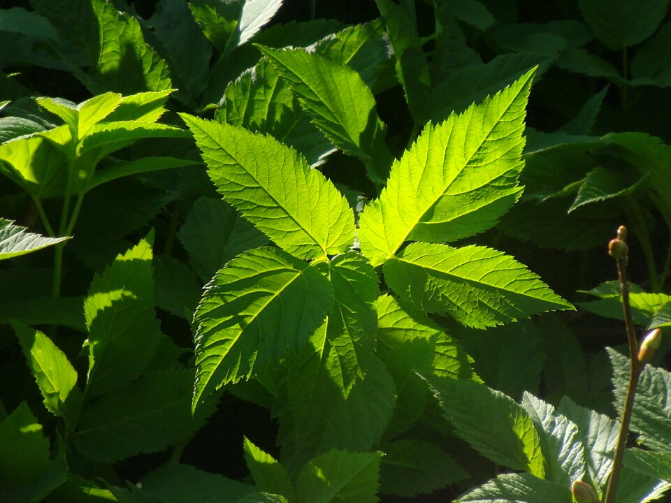Green wild herb plant