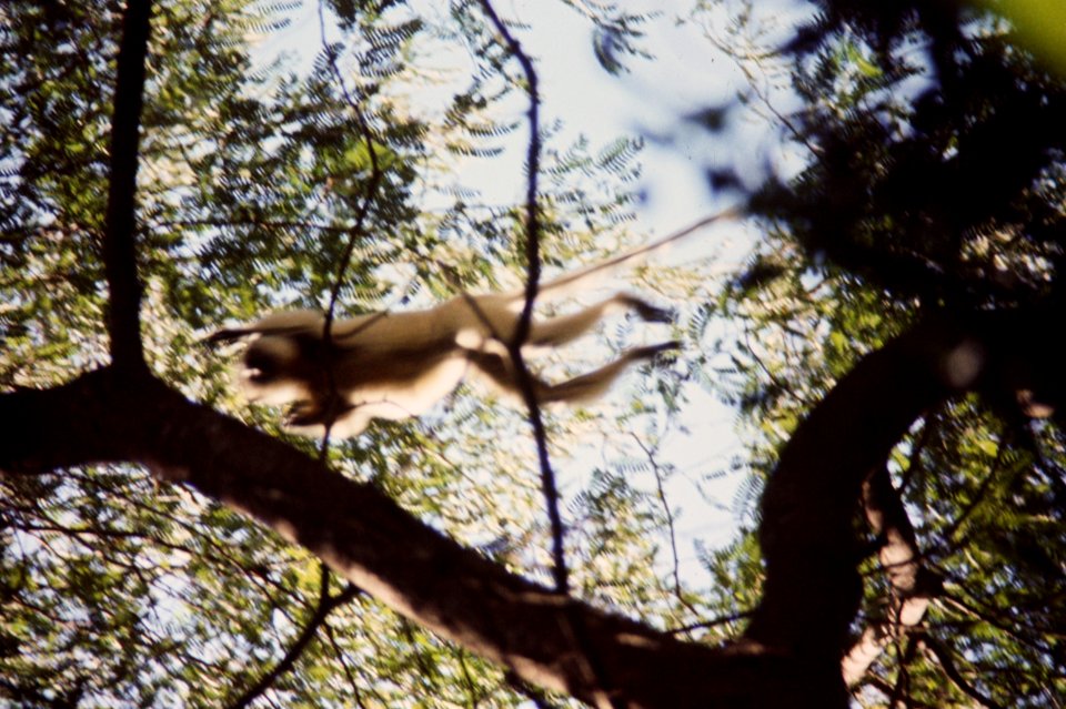 Madagascar74.041