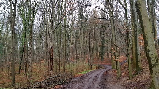 Maastricht-ENCI-bos (3)
