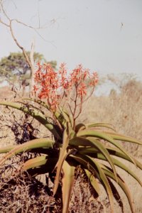 Madagascar74.008