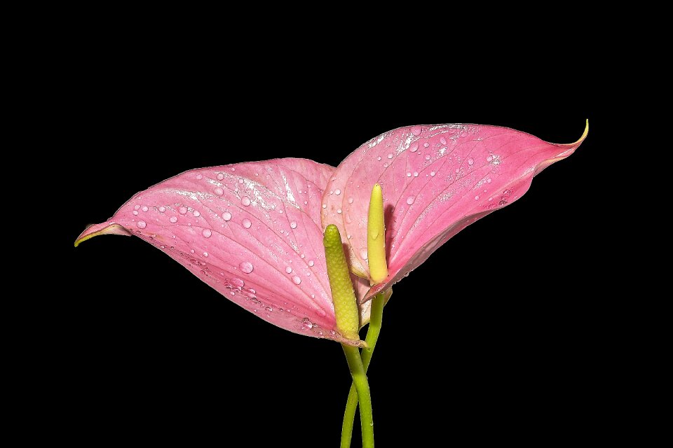 Pink calla plants macro