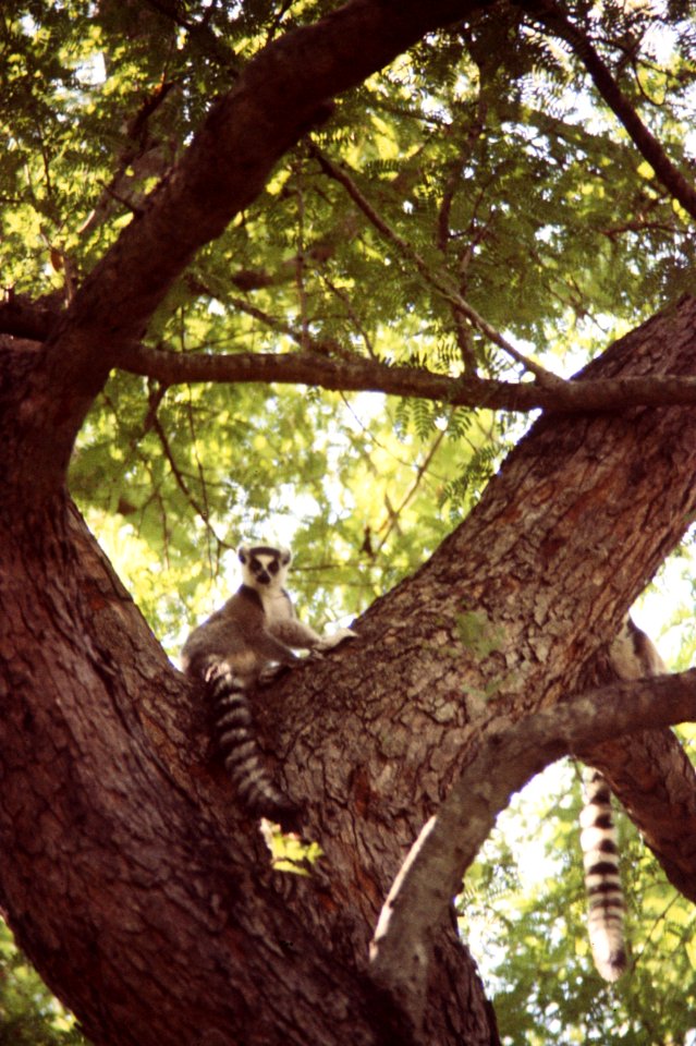 Madagascar74.046