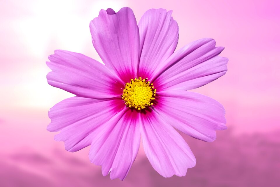 Purple flower nature flower purple