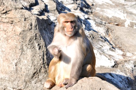Macaca mulatta in Tobu Zoo Park 001
