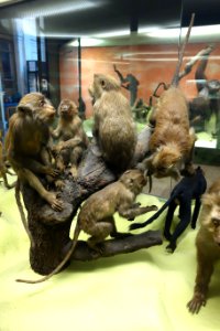 Macaca fascicularis - Museo Civico di Storia Naturale Giacomo Doria - Genoa, Italy - DSC02493