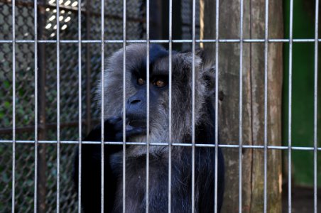 Macaca silenus in Tobu Zoo Park 001