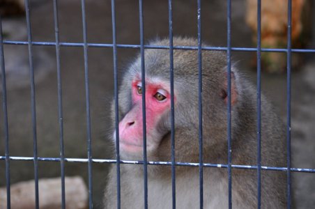 Macaca fuscata in Tobu Zoo Park 001