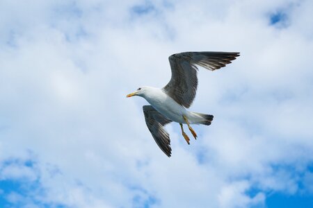 Wing fly environmental