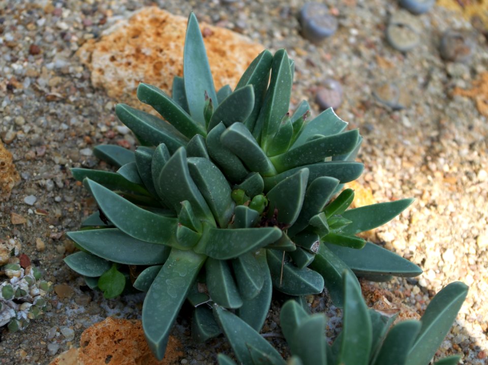 Machairophyllum stenopetalum au jardin des plantes