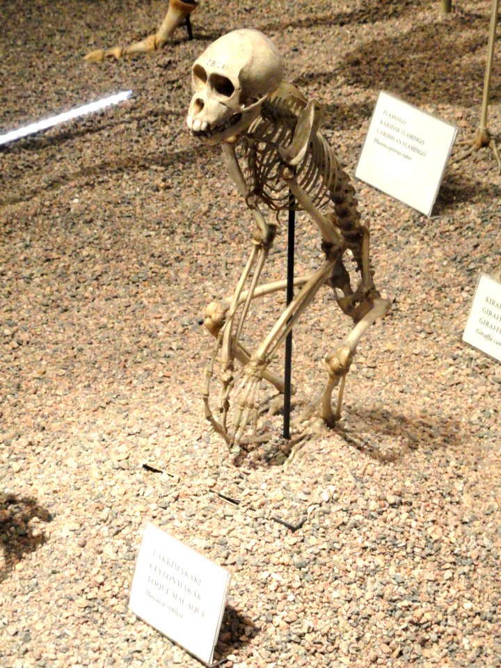 Macaca sinica skeleton - Finnish Museum of Natural History - DSC04506