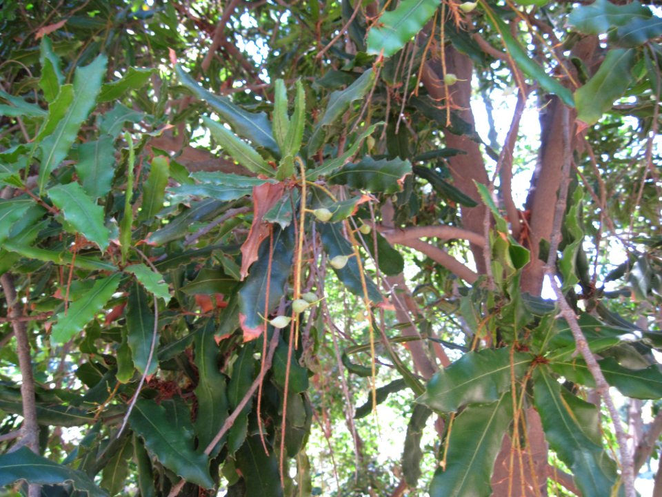 Macadamia Tetraphylla