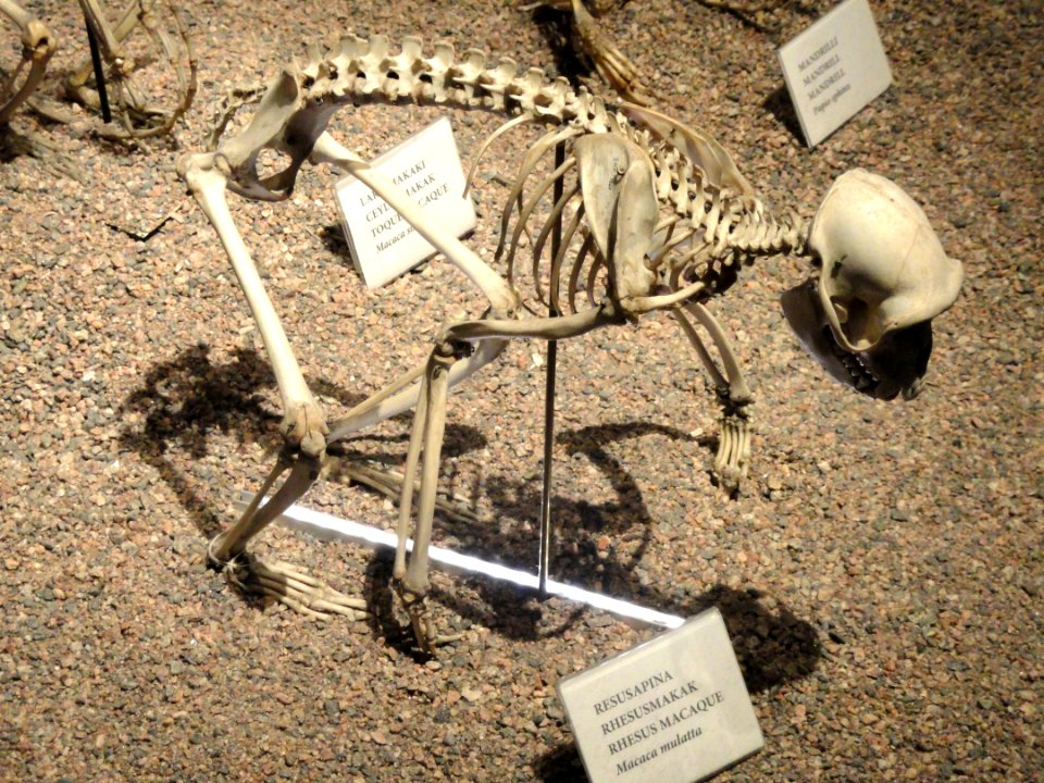 Macaca mulatta skeleton - Finnish Museum of Natural History - DSC04504