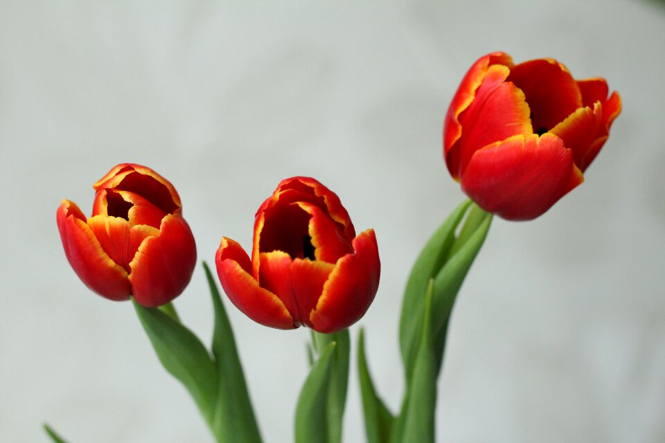 Flower spring beauty
