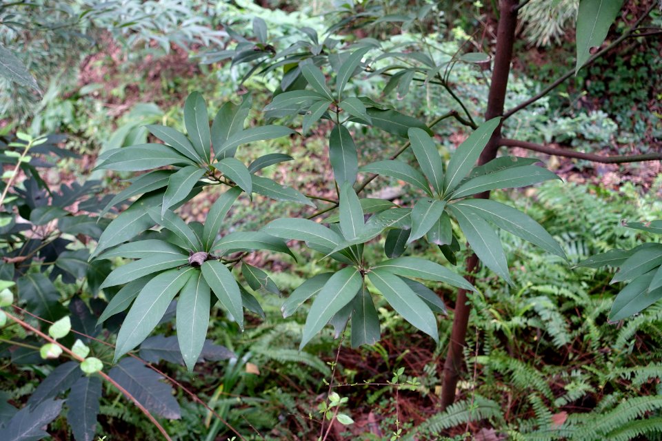 Machilus thunbergii - Chengdu Botanical Garden - Chengdu, China - DSC03356