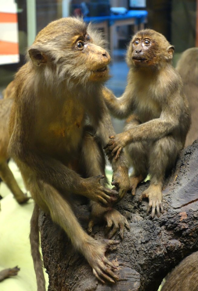 Macaca fascicularis - Museo Civico di Storia Naturale Giacomo Doria - Genoa, Italy - DSC02495