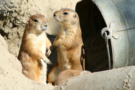 Animal world nature rodents