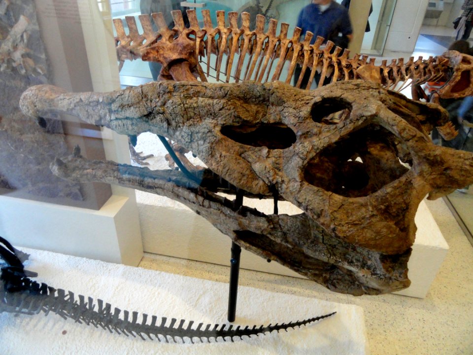 Machaeroprosopus gregorii - AMNH - DSC06281