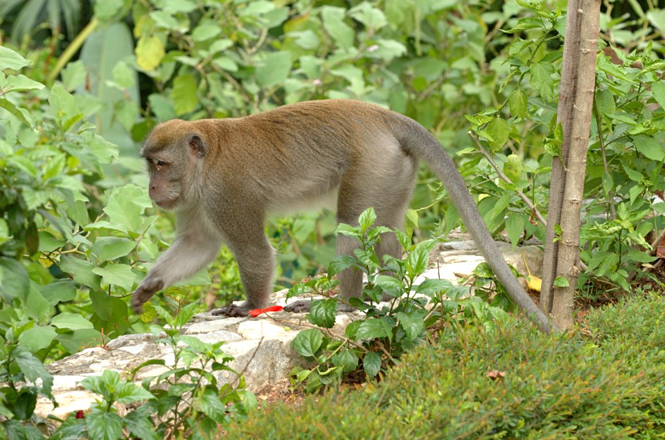 Macaca-fascicularis-20070216-019