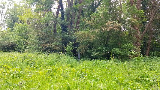 Maastricht-Petit-Lanaye-Grenspaal 55 (BE-NL) (9)