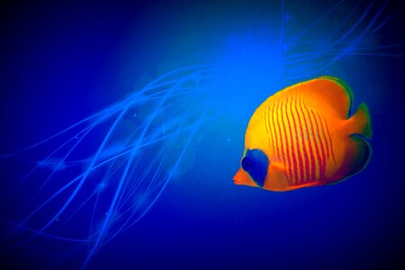 Color background blue