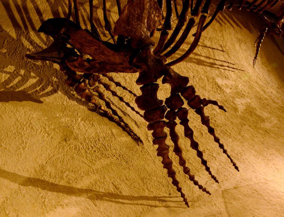 Maastricht Mosasaurus 26092015 10