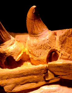 Maastricht Mosasaurus 26092015 02