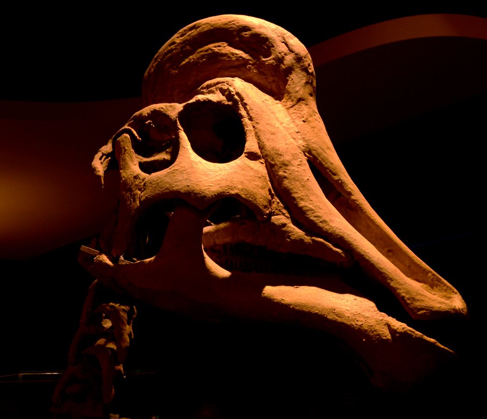 Maastricht Hadrosaurus 26092015 4