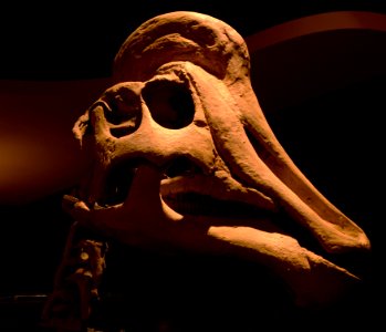 Maastricht Hadrosaurus 26092015 4
