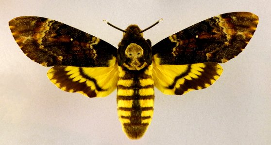 Maastricht Acherontia atropos 26092015 1