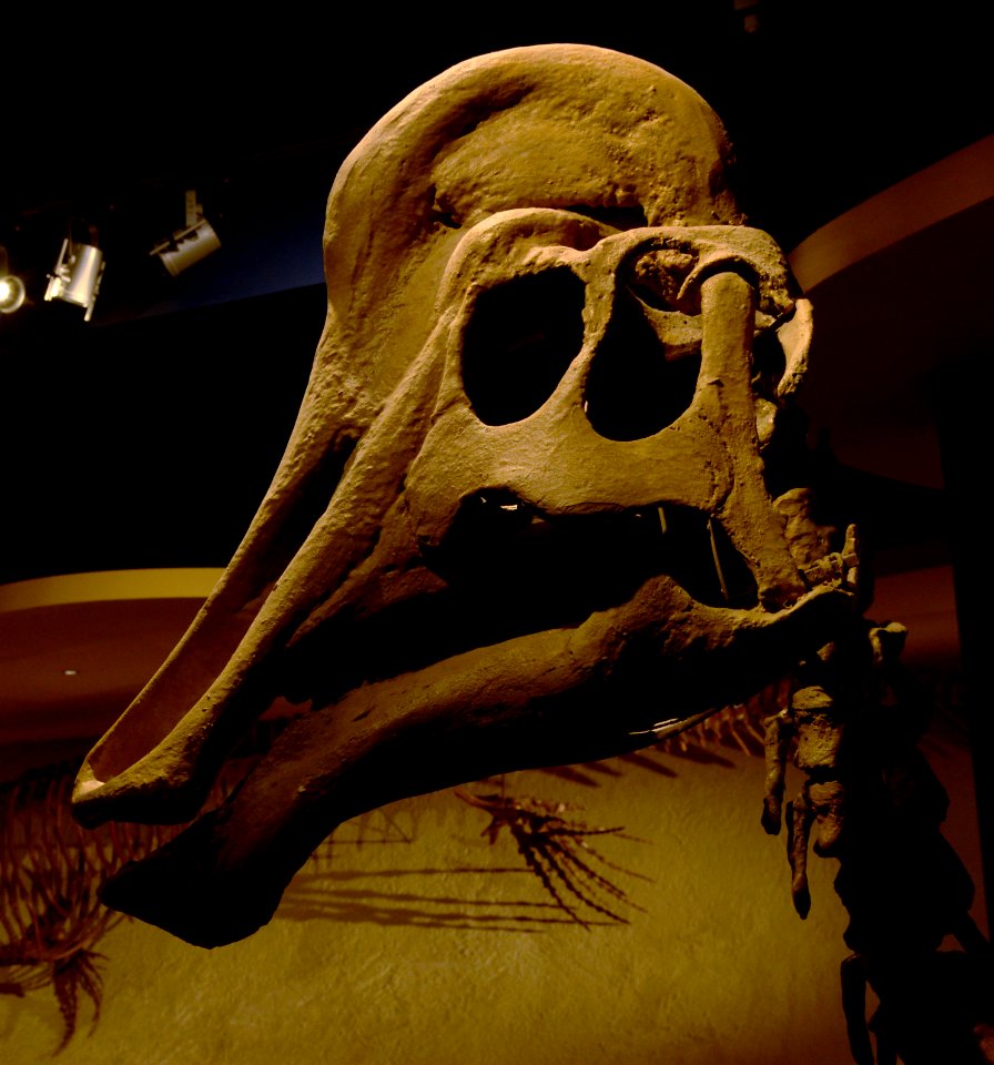 Maastricht Hadrosaurus 26092015 3