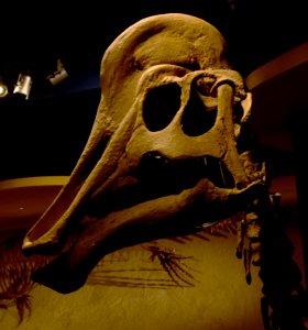 Maastricht Hadrosaurus 26092015 3