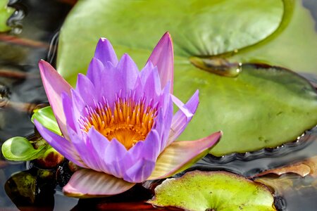 Bloom bloom purple