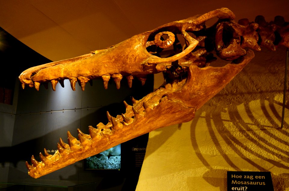 Maastricht Mosasaurus 26092015 07